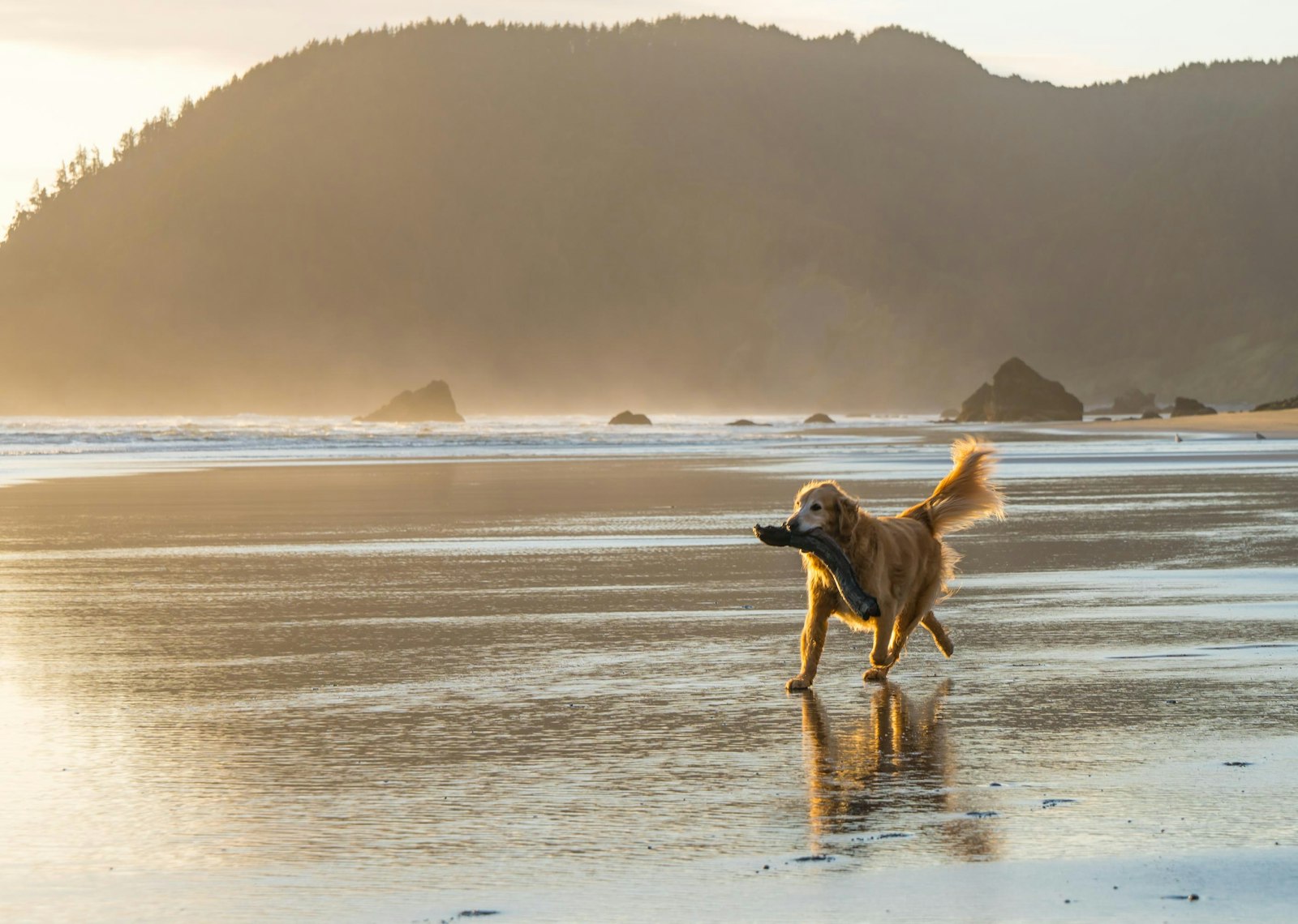 A dog running along the seashore at golden hour
